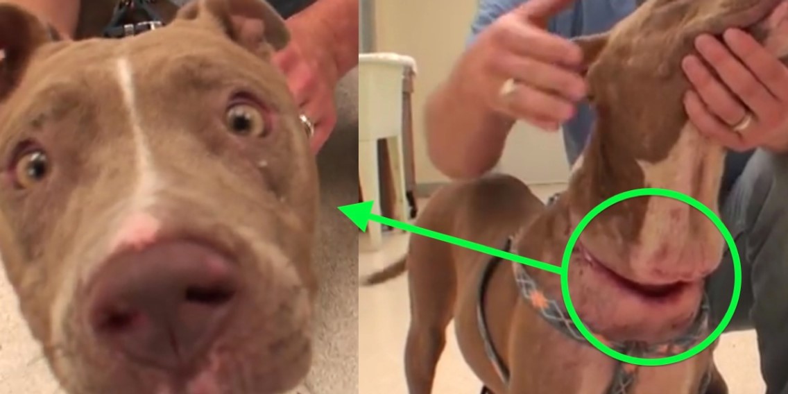 Dieser Hund sieht ganz gesund aus, doch dann schaut sich der Arzt den Hals an – unfassbar!	